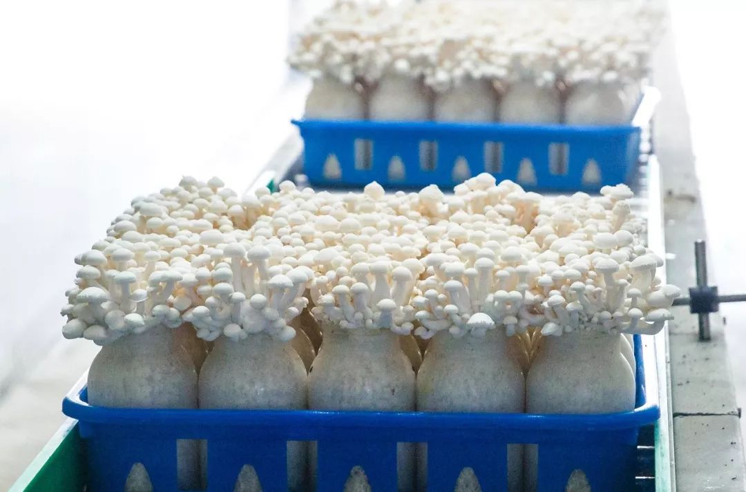 科技賦能，品質升級 慈溪白玉菇榮膺“浙產精品鮮菇”背后的生物技術力量